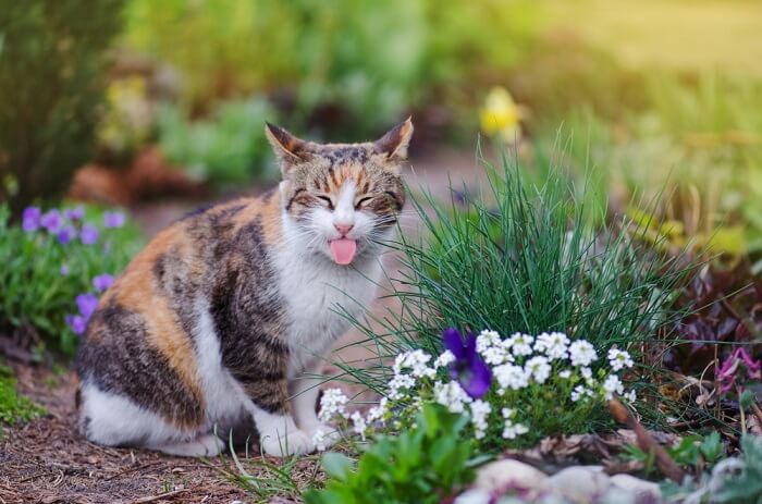 Bild, das eine Katze zeigt, die spielerisch ihre Zunge herausstreckt und einen schelmischen und unbeschwerten Ausdruck verkörpert.