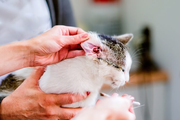 Einblicke in das Ohr einer Katze. Darstellung der Anatomie der Gehörgänge von Katzen und der Bedeutung gesunder Ohren.