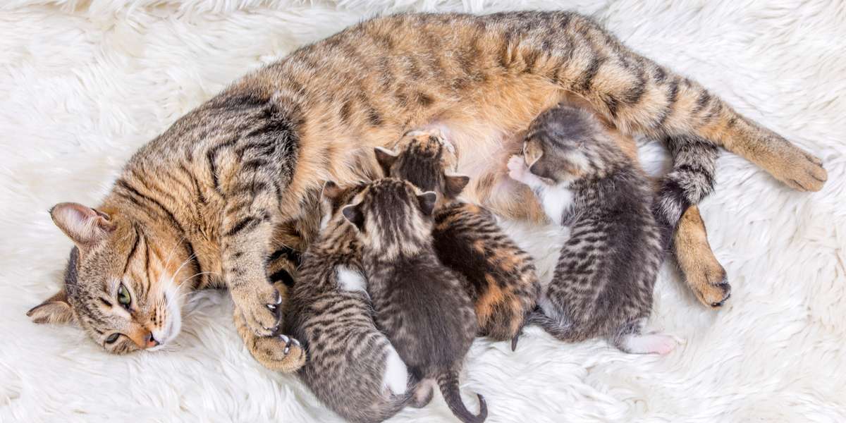 Eine Katzenmutter mit ihren Kätzchen. Ein Beispiel für die zärtliche und beschützende Fürsorge, die Katzenmütter ihrem Nachwuchs zukommen lassen.