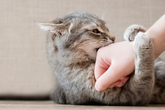 So bringen Sie Ihrer Katze bei, nicht zu beißen