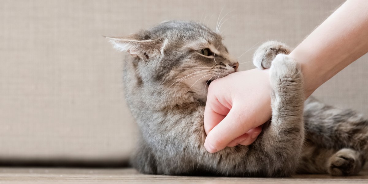 Verspielte Katze mit großen Augen und gefletschten Zähnen, die einen Ausdruck zur Schau stellt, als wolle sie nicht beißen.