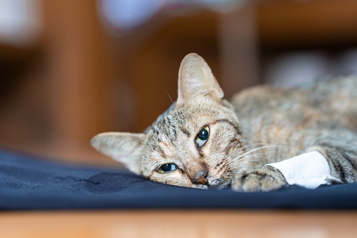 Niedriger Blutdruck bei Katzen (Hypotonie bei Katzen)