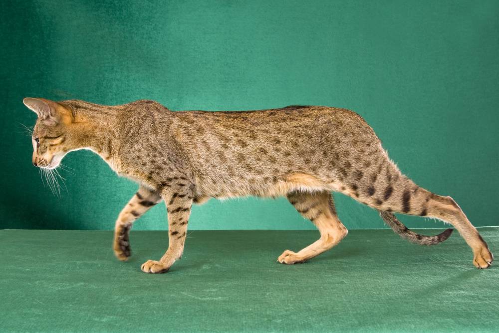 Wunderschöne orientalische silber gefleckte Tabby-Katze