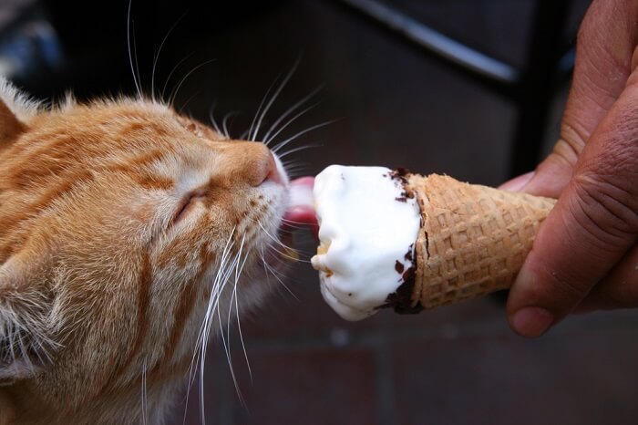 Eine Katze leckt spielerisch ein Stück Eis und zeigt damit ihre Neugier auf neue Geschmäcker und Texturen.