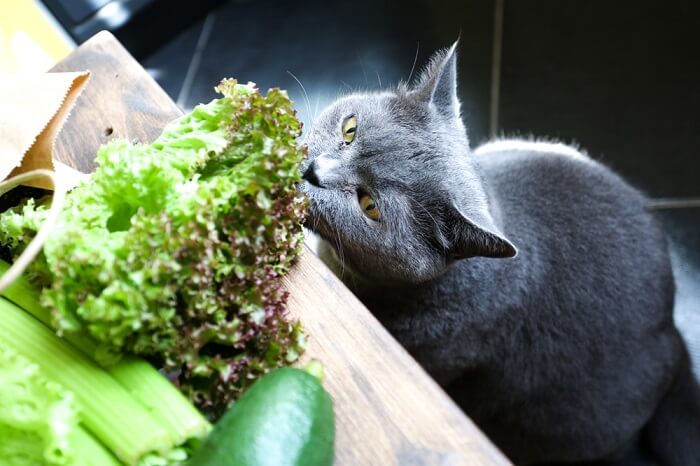 Eine Katze schnüffelt neugierig an einem Stück Salat auf einem Tisch und zeigt damit ihre natürliche Fähigkeit, Gerüche und ihre Umgebung zu erkunden.