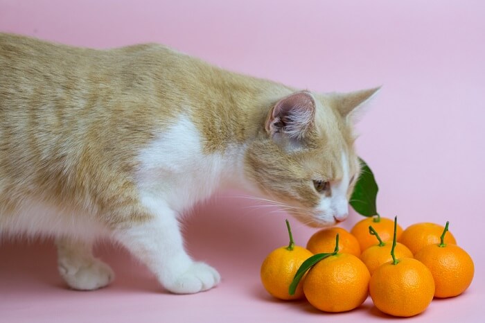 Eine Katze schnuppert neugierig an einer Orange und zeigt damit ihre natürliche Neugier und das Erforschen verschiedener Düfte.