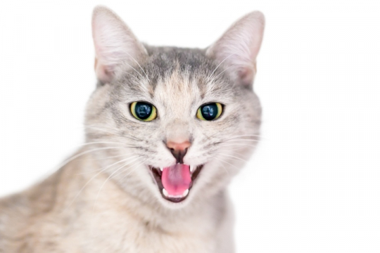 7 Häufige Lautäußerungen von Katzen und ihre Bedeutung