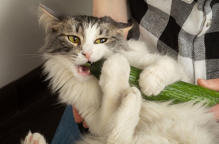 Bild zeigt einen Besitzer, der eine Katze hält, während sie an einer Gurke knabbert