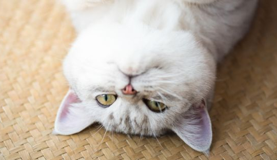 Studie zeigt, dass Katzen ihren Kummer durch vorgetäuschte Krankheiten ausdrücken können