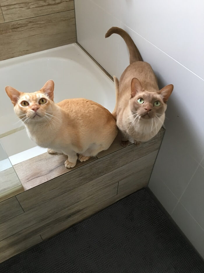 Eine herzerwärmende Szene mit Erik und Rexxie, zwei Katzen, die ihren Besitzer gerne bei der Fellpflege auf die Toilette begleiten und die starke Bindung und Kameradschaft zwischen Mensch und Katze zeigen.