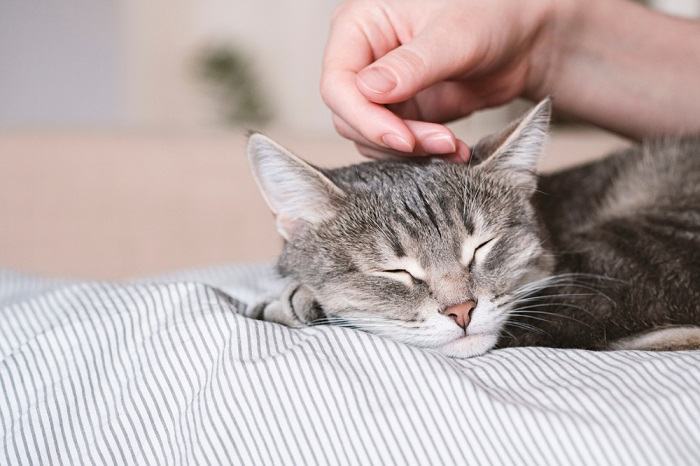 Ein lehrreiches Bild mit Textüberlagerung, das interessante Fakten über Schlafmuster und Verhaltensweisen von Katzen liefert und den Betrachter einlädt, mehr über ihre Katzengefährten zu erfahren.