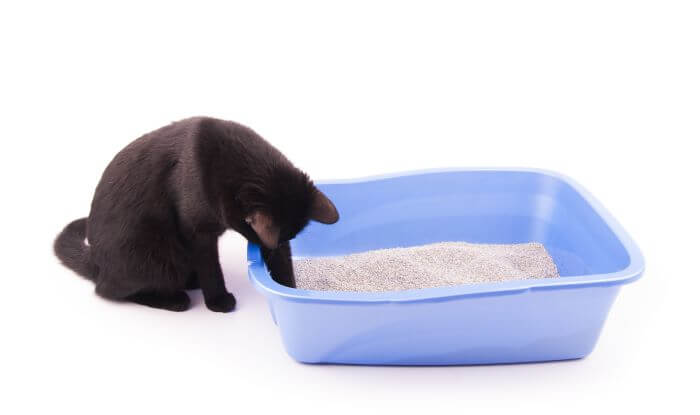 offene Katzentoilette mit niedrigen Seiten