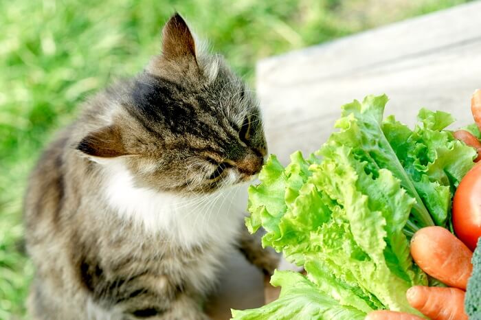 Eine Katze schnüffelt an einer Mischung aus Salat und Karotten und zeigt damit ihre Neugier auf verschiedene Gerüche und möglicherweise neue Nahrungsmittel.