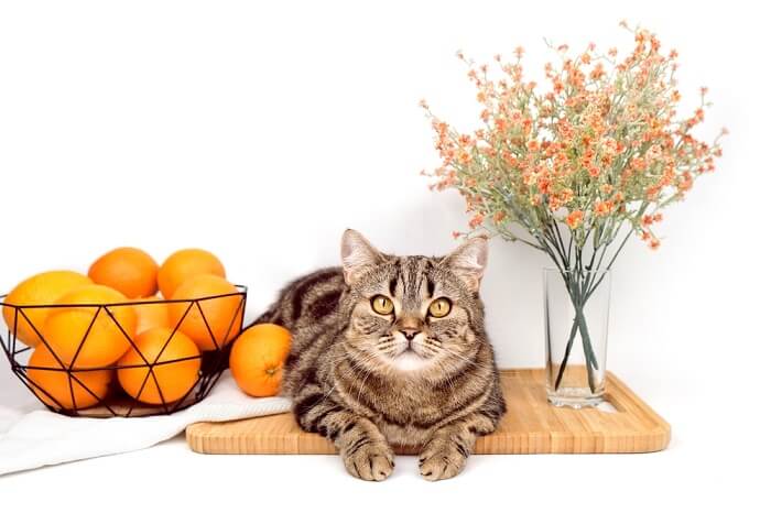 Eine Katze blickt neugierig in die Kamera neben einem Korb mit Orangen und einer Blumenvase und fängt einen bezaubernden und neugierigen Moment ein