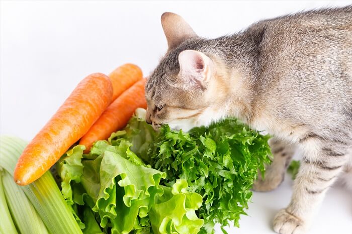 Eine Katze riecht neugierig an einer Mischung aus Salat, Karotten und Sellerie