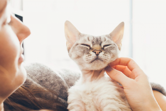 Studie zeigt: Ihre Katze könnte der Schlüssel zur Vorbeugung von Gedächtnisverlust sein