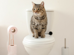 An amusing image capturing a common feline behavior - a cat playfully following its owner into the bathroom, showcasing the curiosity and companionship that often accompany these moments.