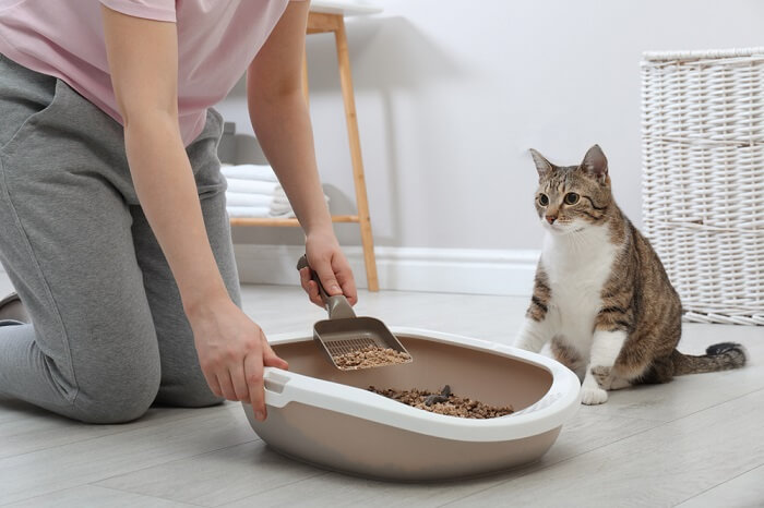 Katze beobachtet, wie jemand die Katzentoilette ausräumt