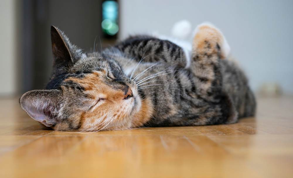 Torbie-Katze liegt auf dem Rücken und schläft auf dem Boden.