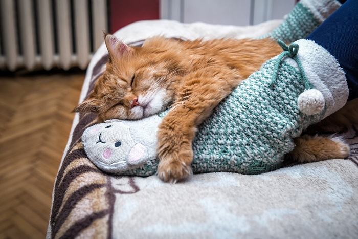 Das Bild vermittelt eine vertraute und herzerwärmende Szene einer Katze, die friedlich auf einer Person schläft.