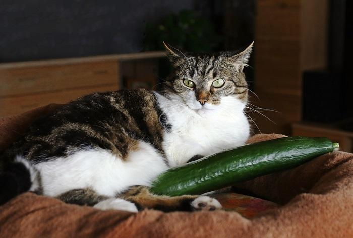 Bild einer Katze, die neben einer Gurke sitzt und das ruhige und neugierige Wesen der Katze zeigt