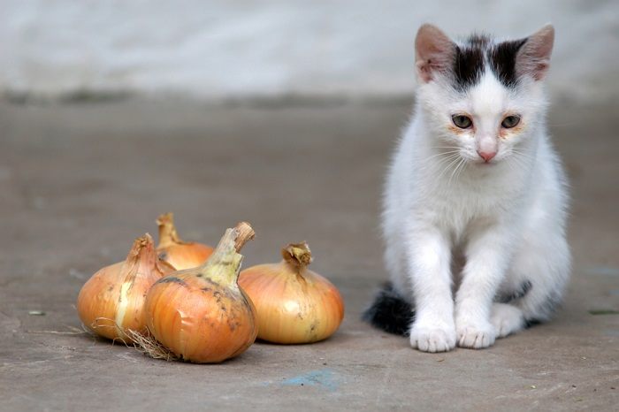 Ein Bild einer Katze in der Nähe einer Zwiebel