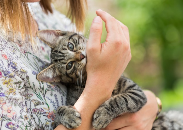 Ein Bild, das eine Katze zeigt, die einem Mädchen in die Hand beißt.