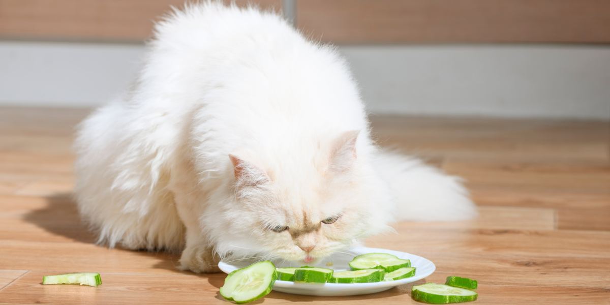 Bild mit einer Katze und einer Gurke, das die Reaktion einer Katze auf eine Gurke einfängt