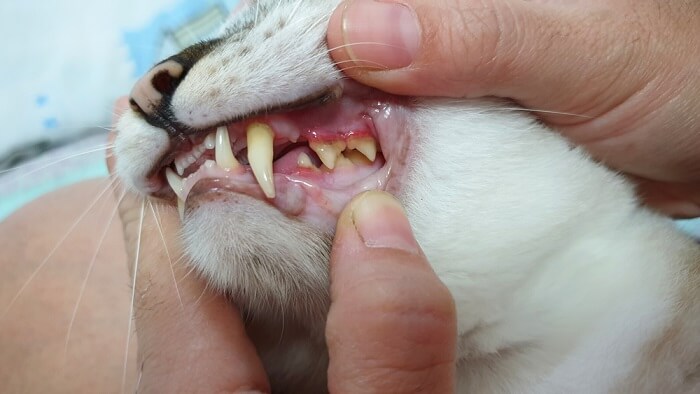 Person untersucht das Maul einer Katze