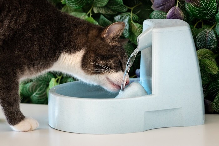 Wachsame Katze löscht ihren Durst aus einem Wassernapf. Das Bild zeigt die Konzentration der Katze beim Wassertrinken.