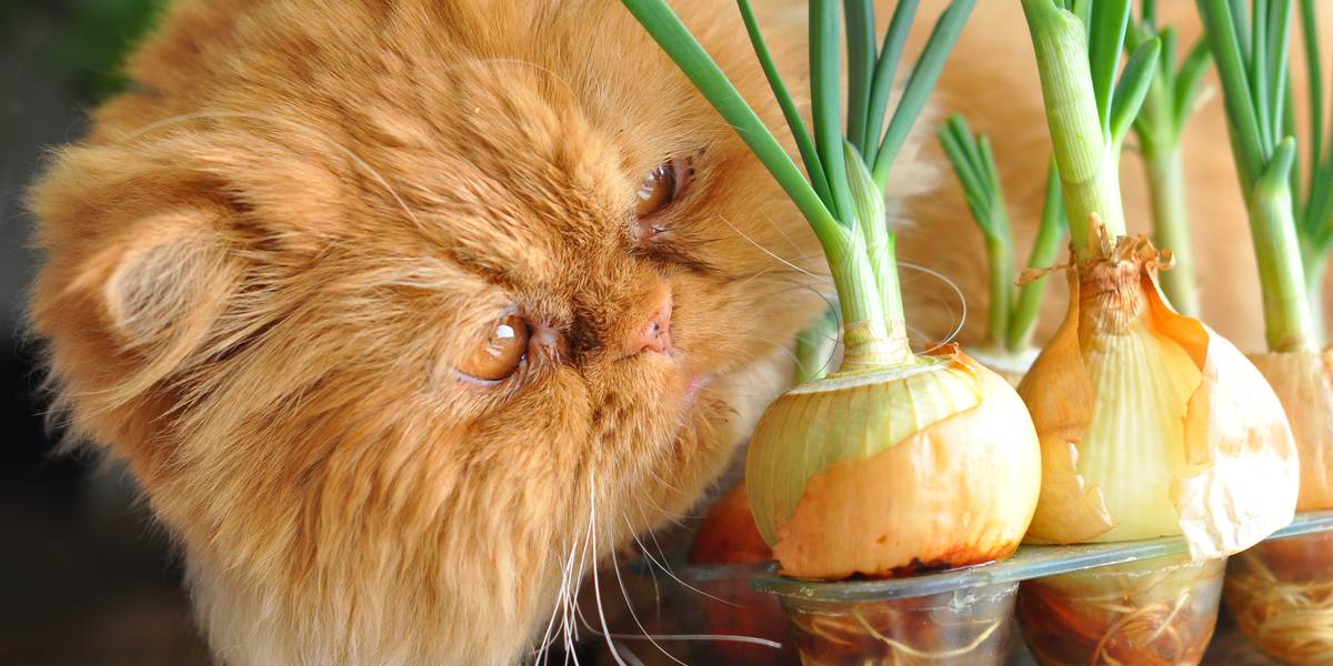 Ein Bild, das eine Katze zeigt, die eine Zwiebel isst, und das die potenziellen Gefahren und die Toxizität von Zwiebeln für die Gesundheit von Katzen verdeutlicht.