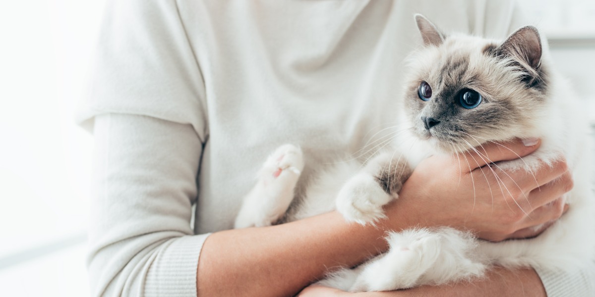 Ein bezauberndes Bild, das einen herzerwärmenden Moment zeigt, in dem eine Katze eine sanfte Umarmung von einem Menschen erhält.