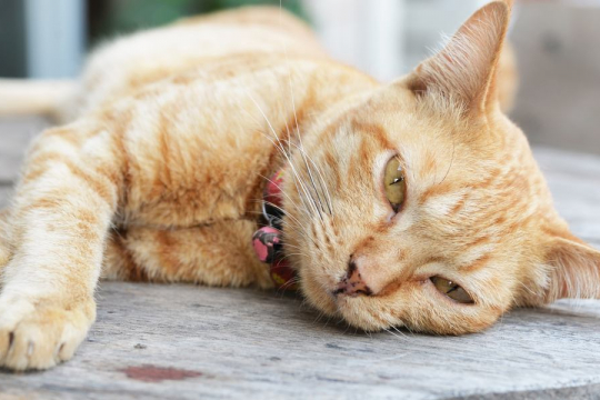 10 Subtile Anzeichen, dass Ihre Katze krank sein könnte