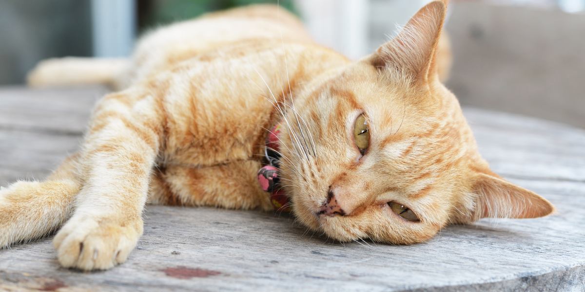 Eine düster aussehende Katze mit hängenden Augen und einer lethargischen Haltung, die Anzeichen von Krankheit oder Unwohlsein zeigt.