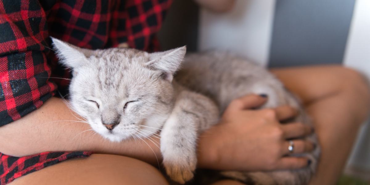 Eine friedlich schlafende Katze liegt gemütlich auf dem Schoß eines Menschen und genießt die Wärme und Geborgenheit, die ihr geboten wird.