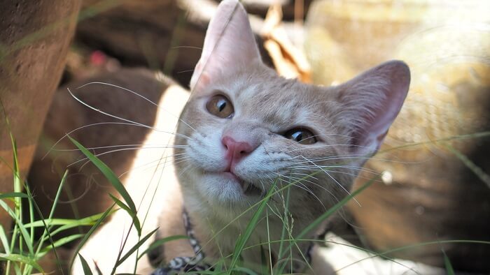 Nebenwirkungen von Omeprazol bei Katzen