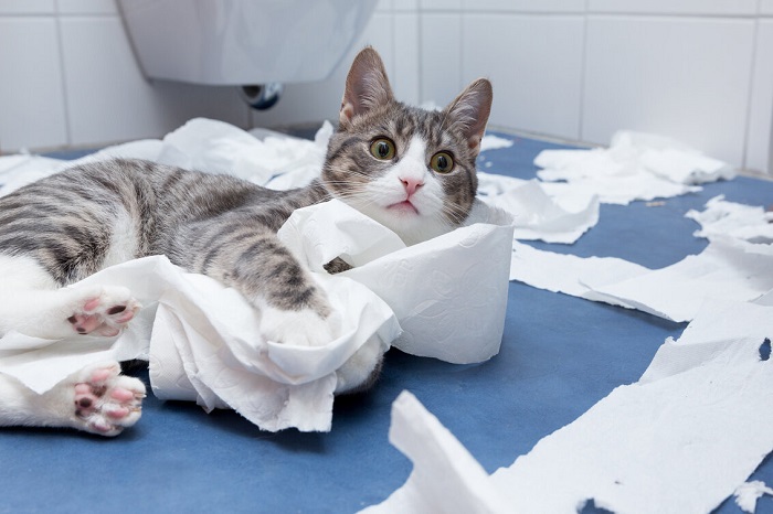 Eine verspielte und schelmische Katze, die ein entzückendes Spiel mit dem Abrollen von Toilettenpapier spielt und die temperamentvollen Mätzchen verkörpert, die in einem katzenliebenden Haushalt oft Freude und Lachen bringen.