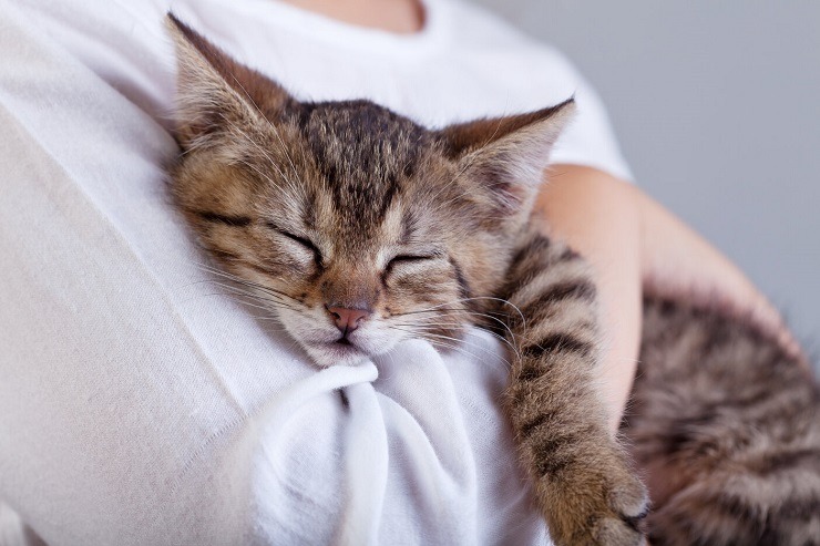 Eine herzerwärmende Szene, in der ein junges Kätzchen ein Stofftier liebevoll umarmt und dabei Unschuld, Zärtlichkeit und den natürlichen Pflegeinstinkt von Katzen zeigt.