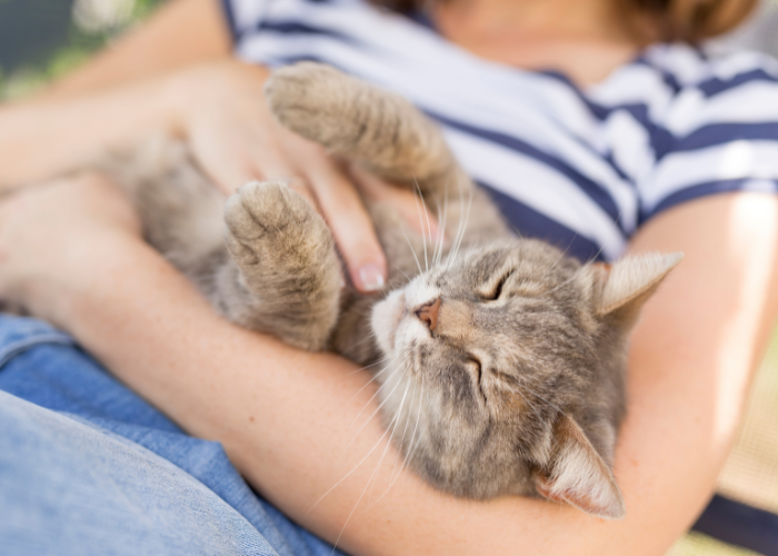 Stärken Sie Ihre Bindung zu Ihrer Katze