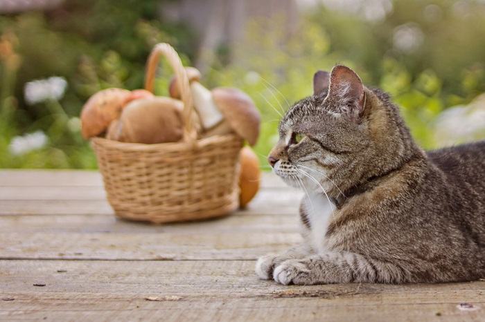 Eine Katze, die ruhig neben einem Pilz in einem Korb sitzt