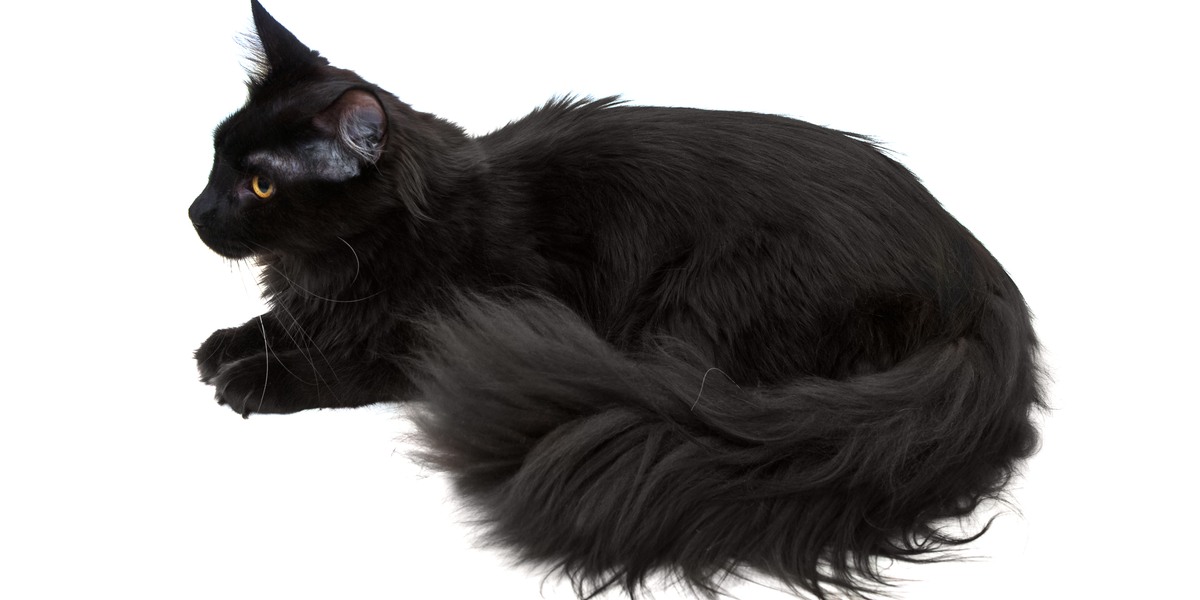 Majestätische schwarze Maine Coon Katze mit ihrer beeindruckenden Größe, den büscheligen Ohren und dem buschigen Schwanz