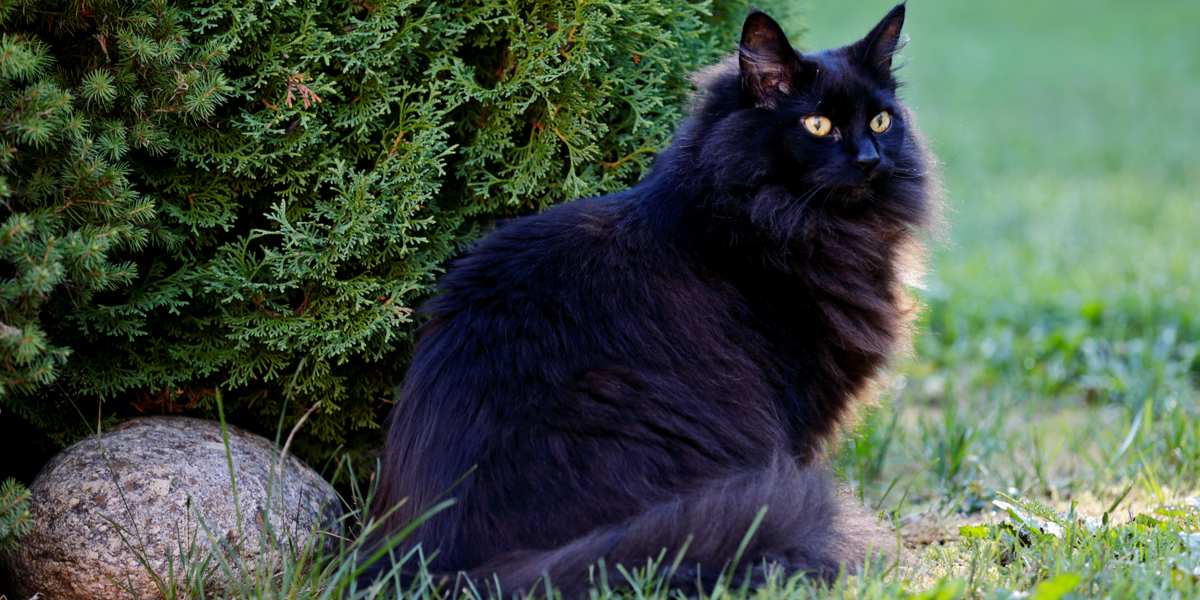 Bezaubernde schwarze Norwegische Waldkatze mit luxuriösem Fell und fesselndem Blick, die das raue und majestätische Erscheinungsbild der Rasse sowie ihre verspielte und freundliche Persönlichkeit verkörpert.