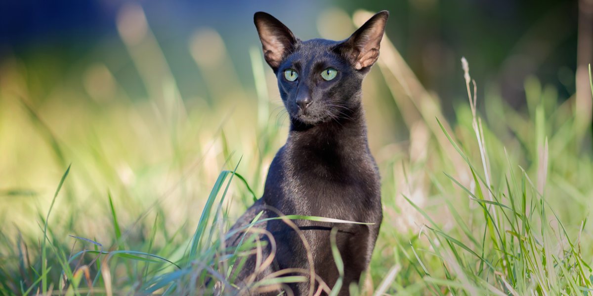 Schlanke schwarze Orientalisch Kurzhaarkatze mit elegantem Körperbau und bezaubernden mandelförmigen Augen, die die verführerische und kultivierte Präsenz der Rasse repräsentieren.