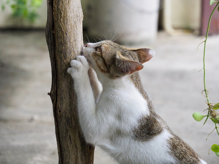 Das Bild zeigt wahrscheinlich eine Katze, die territoriales Verhalten zeigt und möglicherweise ihr Territorium gegen einen Eindringling verteidigt.