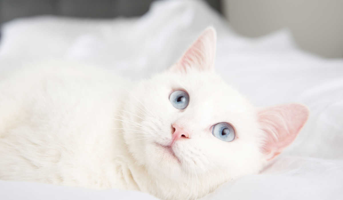 Albino-Katze weiß mit blauen Augen