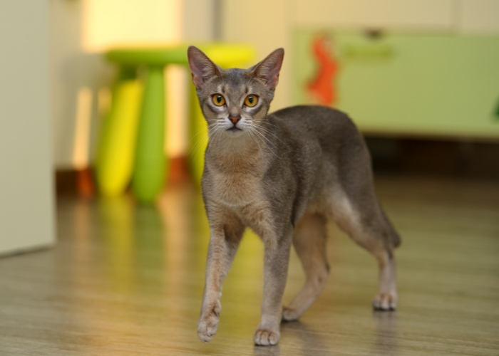 Beeindruckendes Bild einer Abessinierkatze mit ihrem charakteristischen getickten Fell und den bezaubernden mandelförmigen Augen.