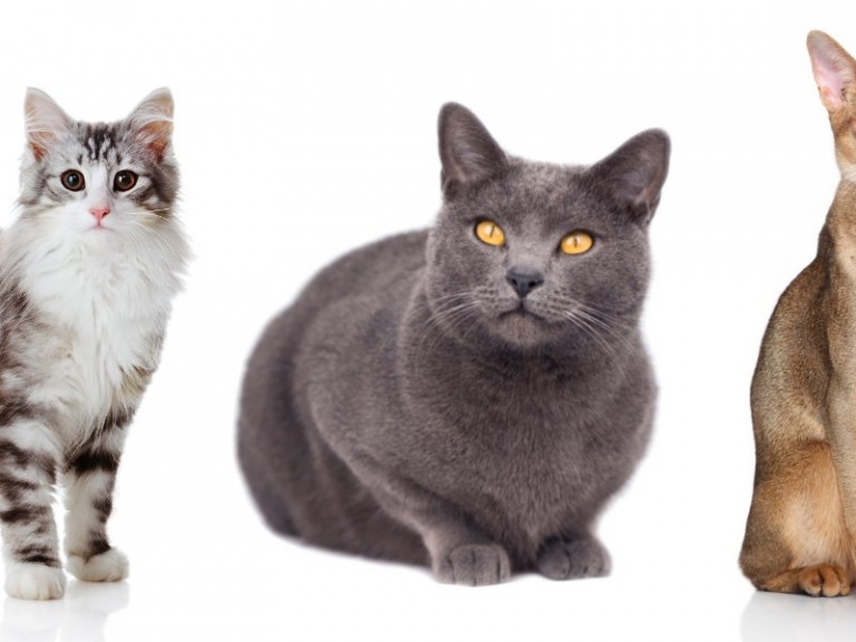 Liste Der Katzenrassen Katzenarten Cats