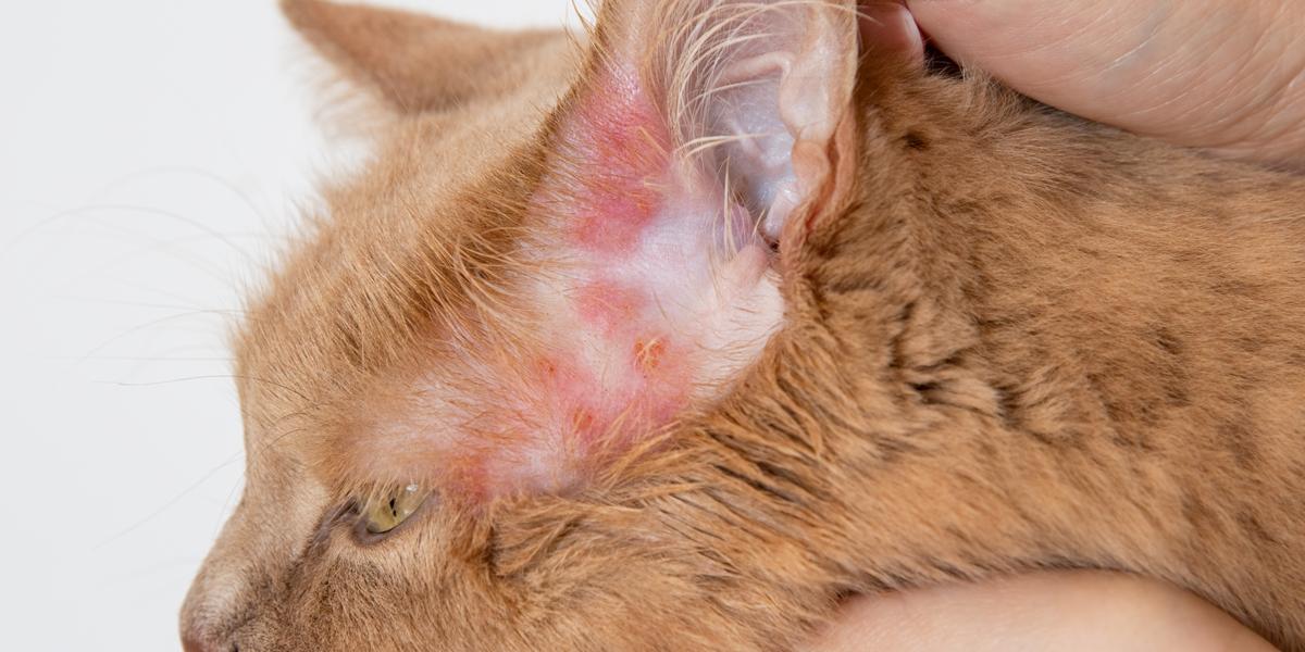 Bild, das die Auswirkungen bakterieller Infektionen bei Katzen zeigt und verdeutlicht, wie wichtig es ist, solche Infektionen rechtzeitig zu erkennen und zu behandeln, um die Gesundheit und das allgemeine Wohlbefinden der Katze zu schützen.