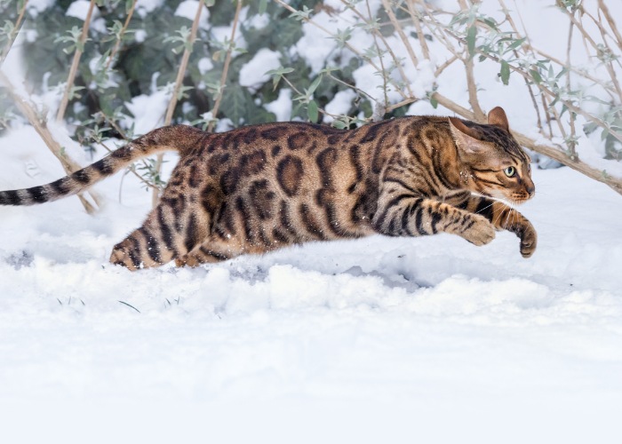 Bengalkatze im schnellen Lauf.