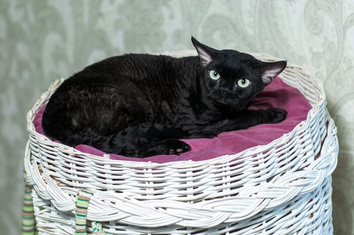 Markante schwarze Devon Rex-Katze mit lockigem Fell und fesselndem Blick